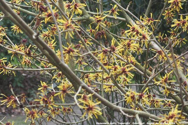 Hamamelis mollis 'Imperialis'