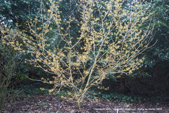 Hamamelis mollis 'Imperialis'