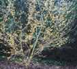 Hamamelis mollis 'Imperialis'