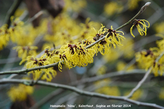 Hamamelis x intermedia 'Nina'