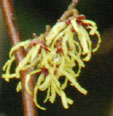 Hamamelis x intermedia 'Ninotchka'