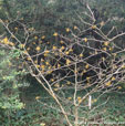 Hamamelis x intermedia 'Ninotchka''
