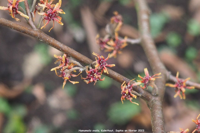 Hamamelis ovalis