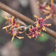 Hamamelis ovalis