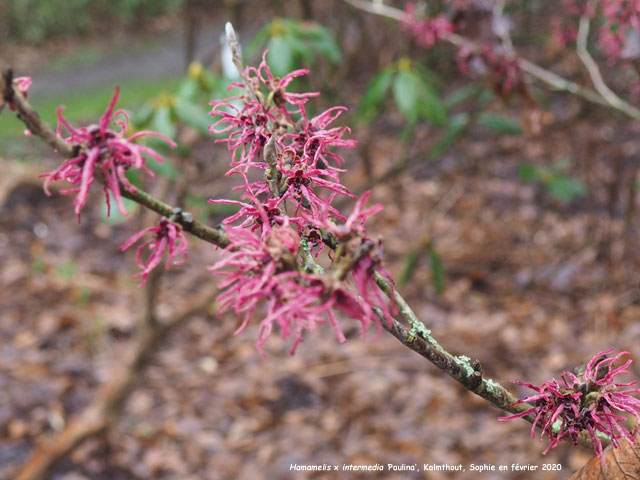 Hamamelis x intermedia 'Paulina'