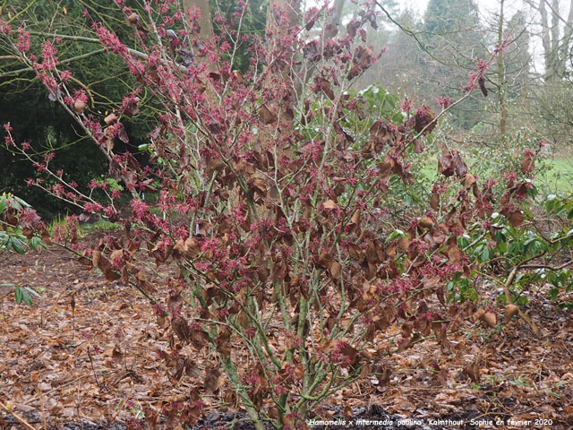 Hamamelis x intermedia 'Paulina'