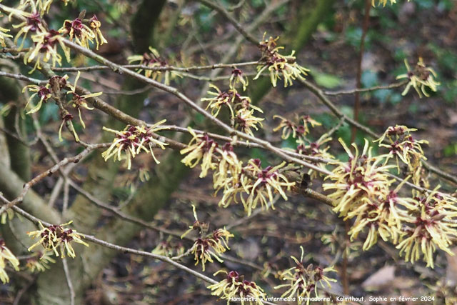 Hamamelis x intermedia 'Primadonna'