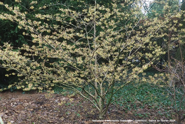 Hamamelis x intermedia 'Primadonna'