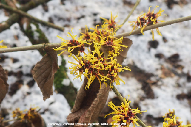 Hamamelis x intermedia 'Primavera'