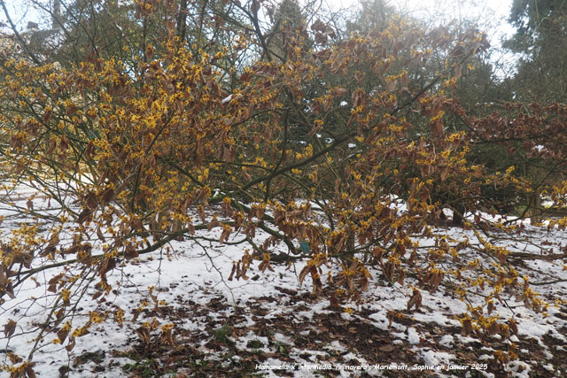 Hamamelis x intermedia 'Primavera'