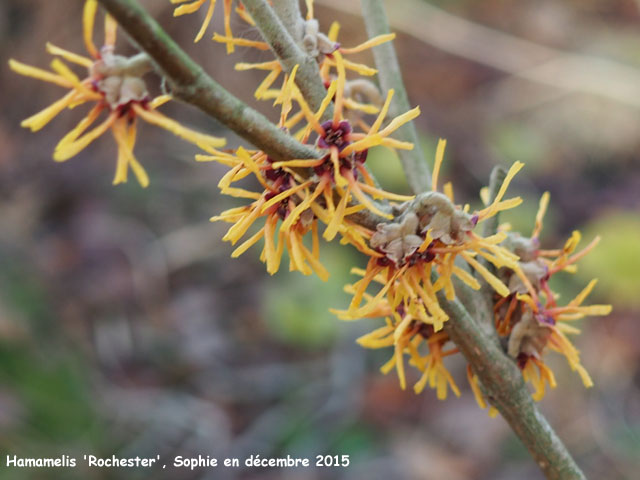 Hamamelis 'Rochester'