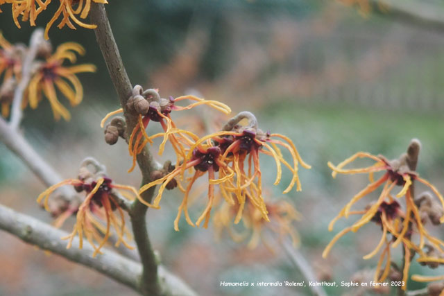 Hamamelis x intermedia 'Rolena'