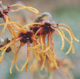 Hamamelis x intermedia 'Rolena'