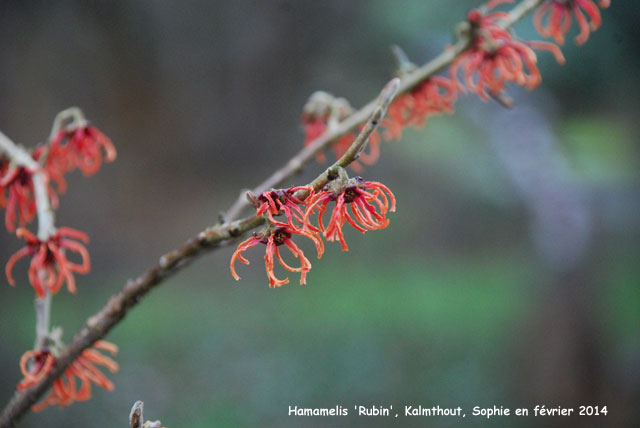 Hamamelis x intermedia 'Rubin'