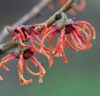 Hamamelis x intermedia 'Rubin'