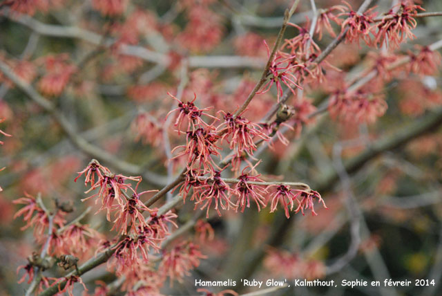 Hamamelis x intermedia 'Ruby Glow''