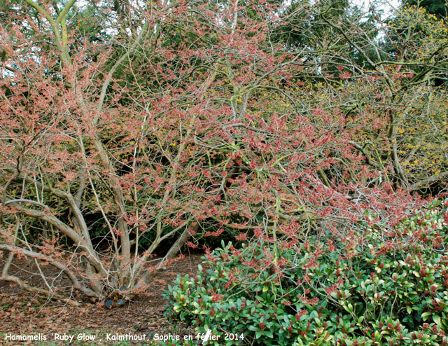 Hamamelis x intermedia 'Ruby Glow'