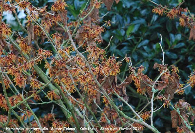 Hamamelis x intermedia 'Sister Jelena'