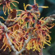 Hamamelis x intermedia 'Sister Jelena'