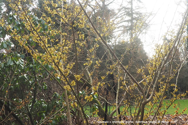 Hamamelis x intermedia 'Sophie'