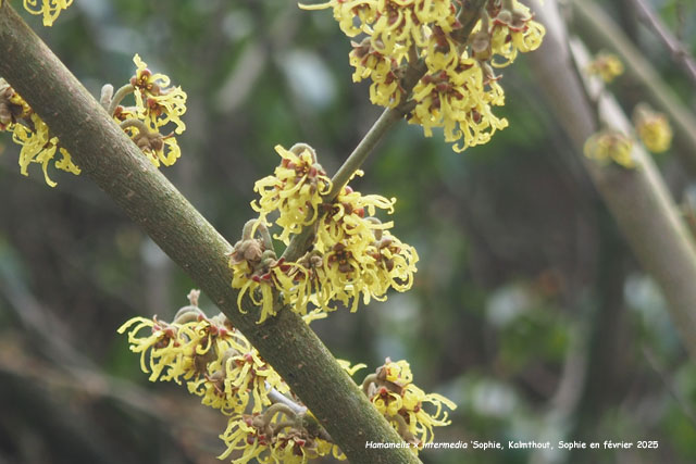 Hamamelis x intermedia 'Sophie'