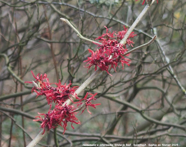 Hamamelis x intermedia 'Stolwijk Red'