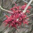 Hamamelis x intermedia 'Stolwijk Red'
