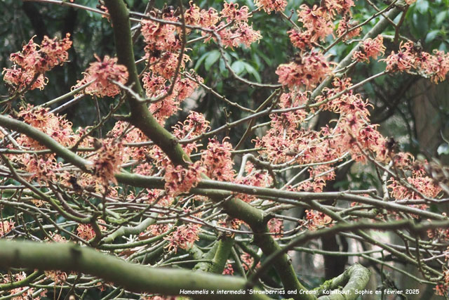 Hamamelis x intermedia 'Strawberries and Cream'