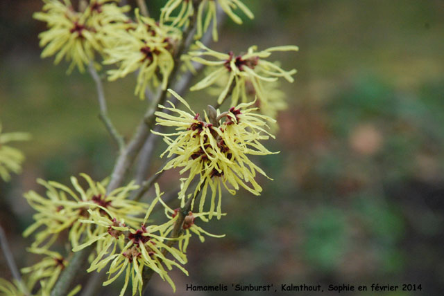 Hamamelis x intermedia 'Sunburst