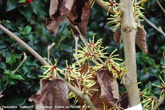 Hamamelis x intermedia 'Sunburst'