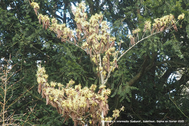 Hamamelis x intermedia 'Sunburst