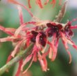 Hamamelis x intermedia 'Tosca''