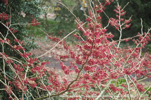 Hamamelis x intermedia 'Tsukuba-no-kurenai'