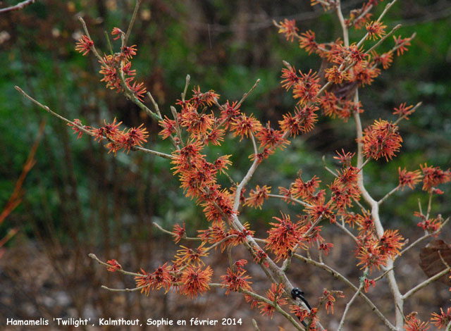 Hamamelis x intermedia 'Twilight'