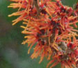 Hamamelis x intermedia 'Twilight' 