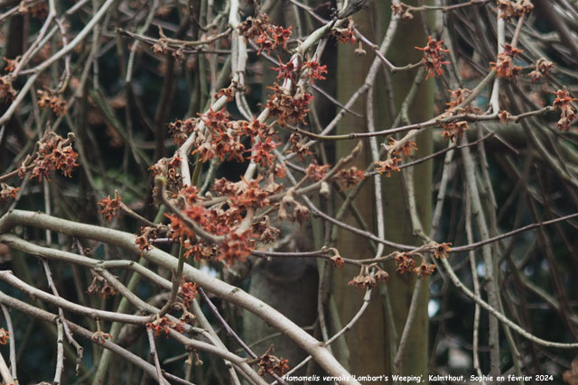 Hamamelis vernalis 'Lombart's Weeping'