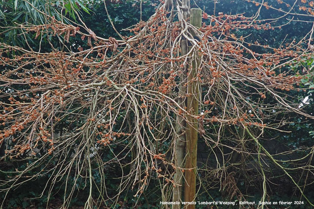 Hamamelis vernalis 'Lombart's Weeping'