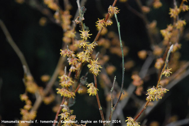 Hamamelis vernalis f. tomentella