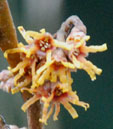 Hamamelis vernalis 