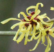 Hamamelis x intermedia 'Amanon'  