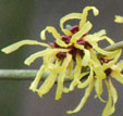 Hamamelis x intermedia 'Amanon'