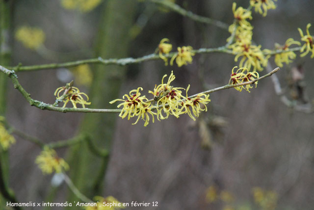 Hamamelis x intermedia 'Amanon'