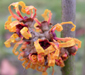 Hamamelis x intermedia 'Orange Peel'