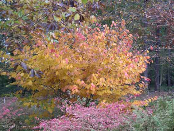 Hamamelis vernalis