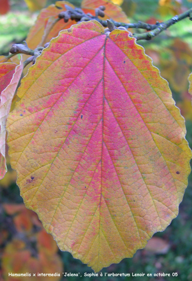 Hamamelis x intermedia 'Jelena'