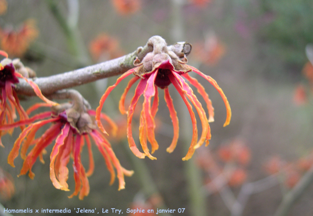 Hamamelis x intermedia 'Jelena'