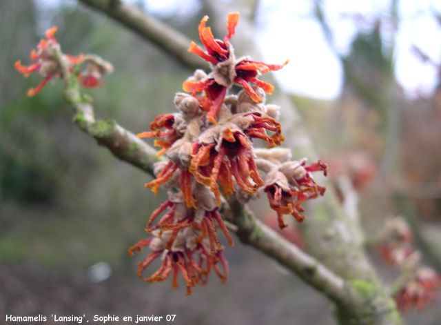 Hamamelis 'Lansing'