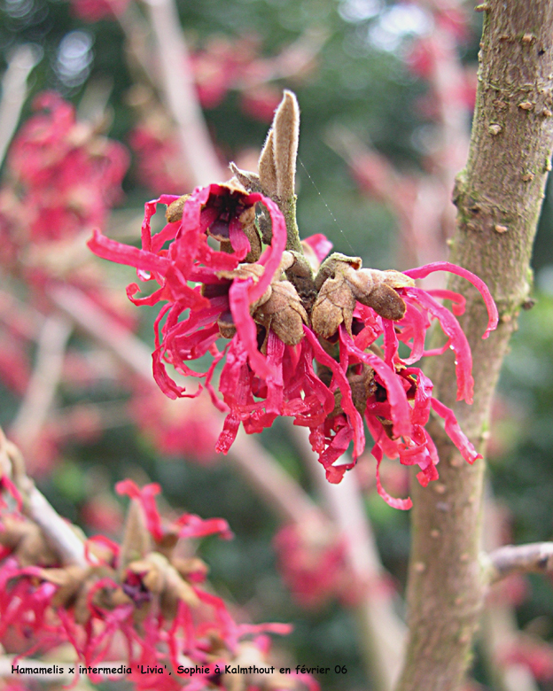 Hamamelis x intermedia 'Livia'