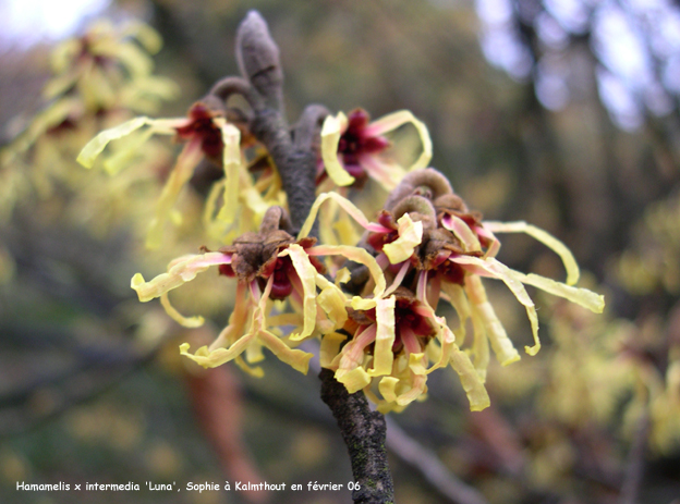 Hamamelis x intermedia 'Luna'