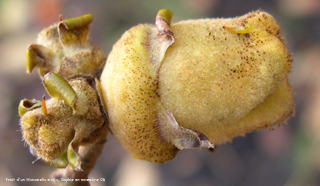 Hamamelis mollis